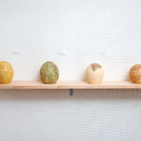 苔がむす